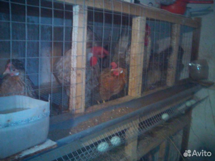 Цыплята Легбар Маран Араукана Амераукана Ухейилюй