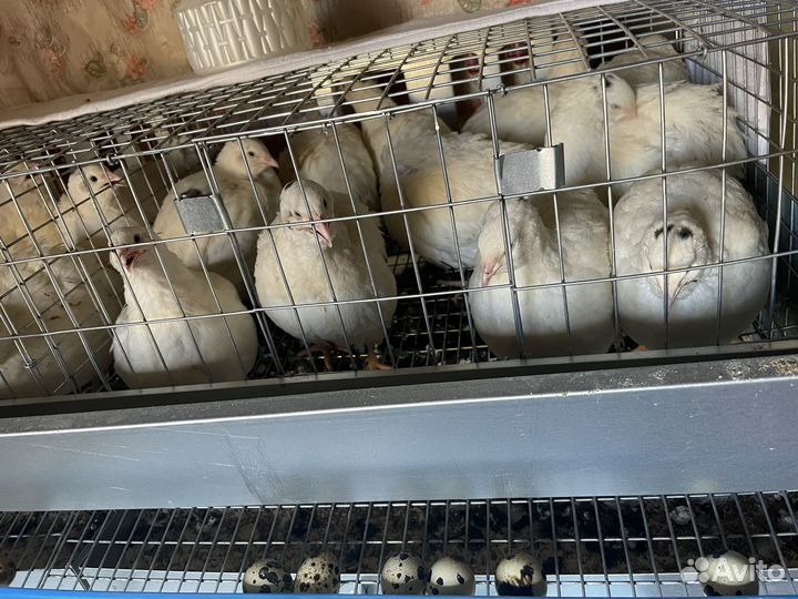 Перепела несушки и самцы подрощенные. Несутся