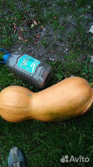 Семена тыквы