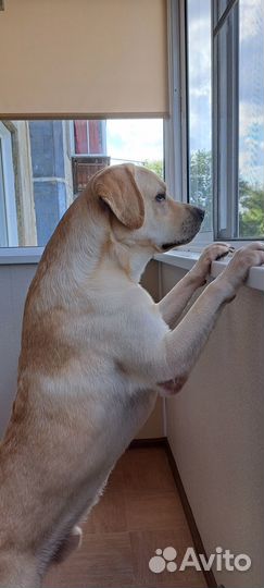 Лабрадор для вязки