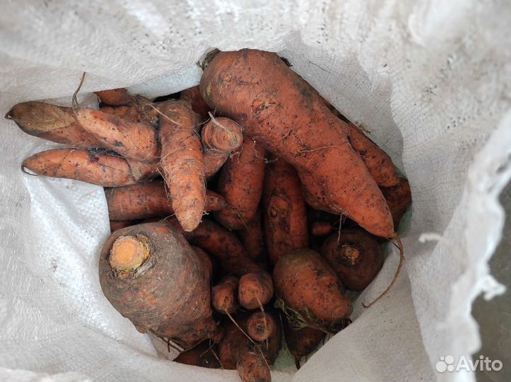 Морковь свежая домашняя