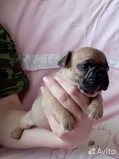 От пары чемпионов щенки