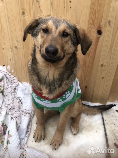 Отдам щенка девочку 8 мес