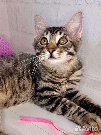 Полосатый котенок мальчик в добрые руки