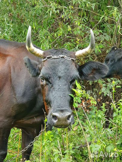 Корова дойная с телочкой