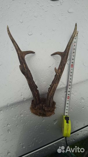 Рога косули