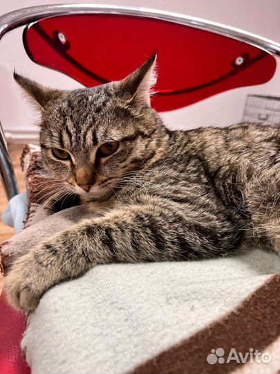 Красивая кошечка в Добрую семью