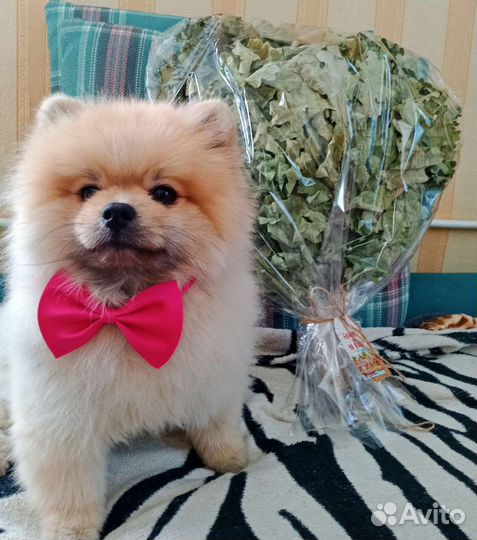 Веник для бани подарочный