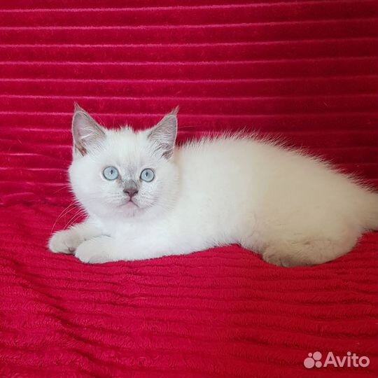 Шотландский мальчик