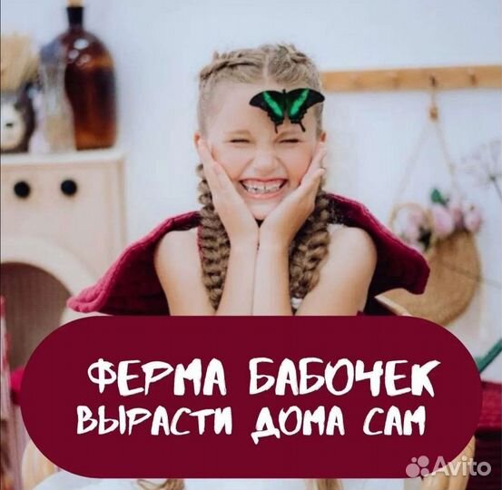 Ферма бабочек для самост выращивания