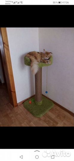 Когтеточка