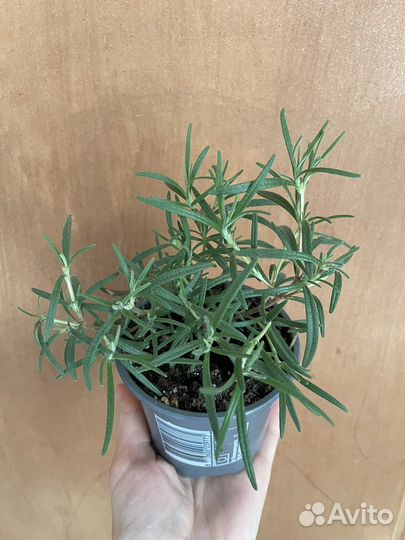 Розмарин (пряность)