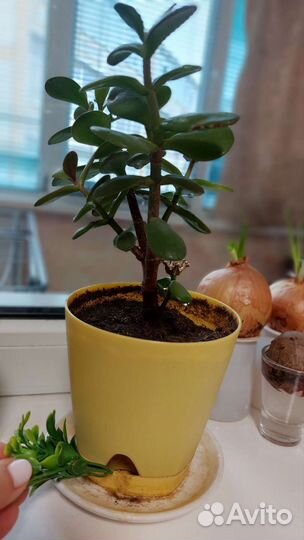 Толстянка в горшочке с короной)