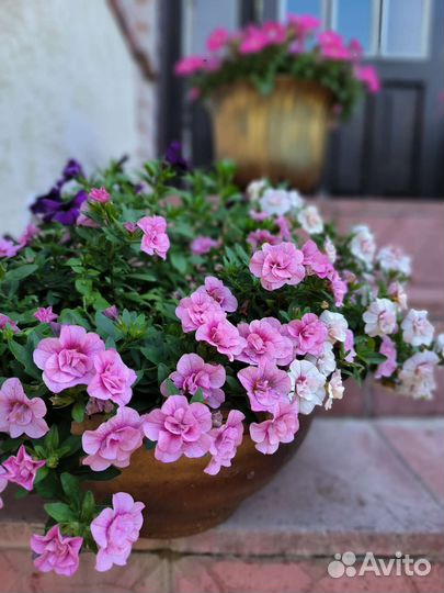 Цветы. Калибрахоа вегетативные