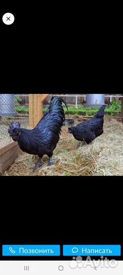 Яйцо инкубационное ухейилюй