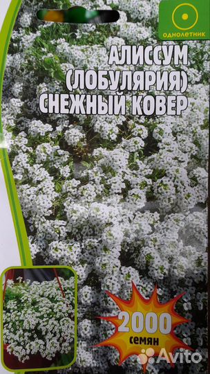 Аллисум Снежный ковёр 2000 семян