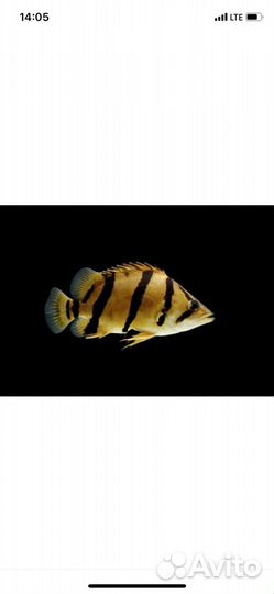 Аквариумные рыбки