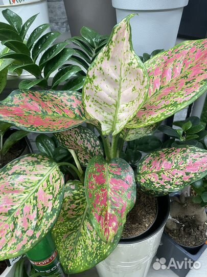 Комнатные растения аглаонема