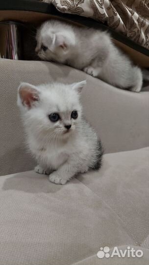 Шотландские вислоухие котята