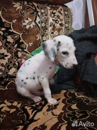 Далматинец щенок