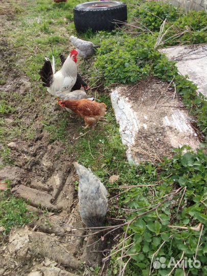 Куры молодки несушки домашние