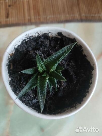 Лимон и хавортия