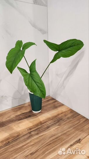 Сингониум моттлед