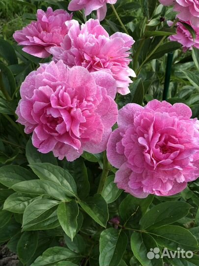 Пион Олененок