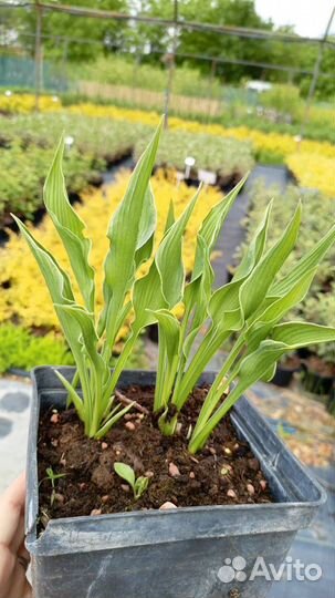 Хоста Прэинг Хэндс (Молящиеся ручки)