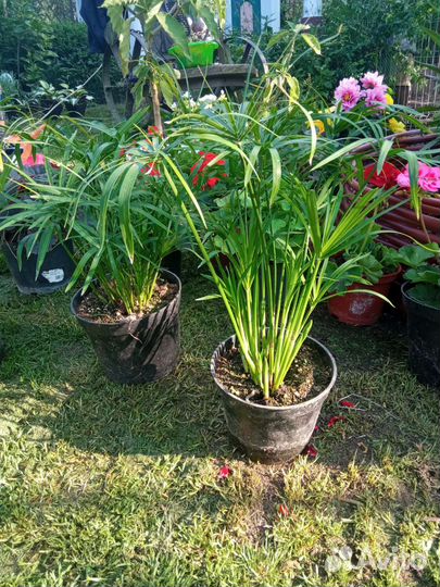 Комнатные растения