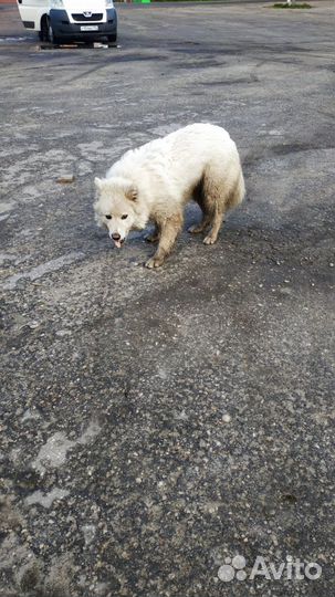 Собака ищет дом