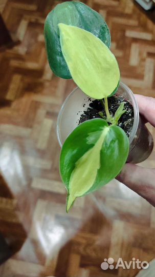 Филодендроны Бразиль,лазящий, эпипренум