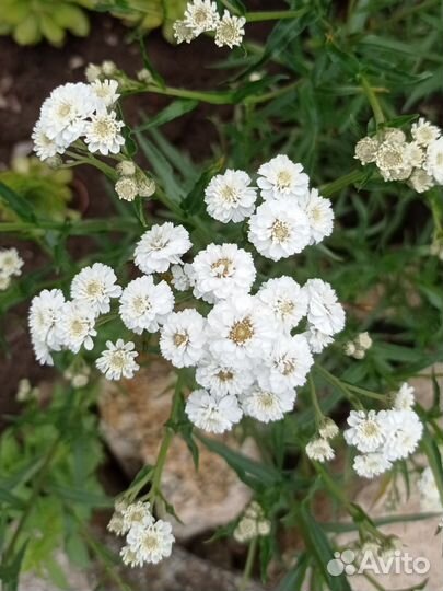 Тысячелистники