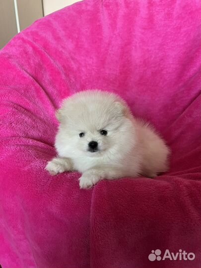 Щенки малого немецкого шпица