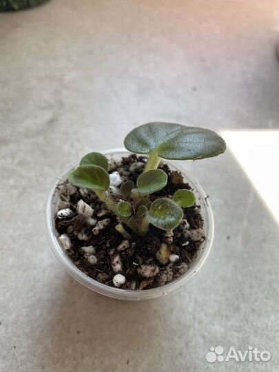 Сортовые фиалки мини стандарт