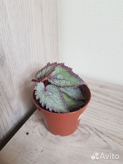 Комнатные цветы 43