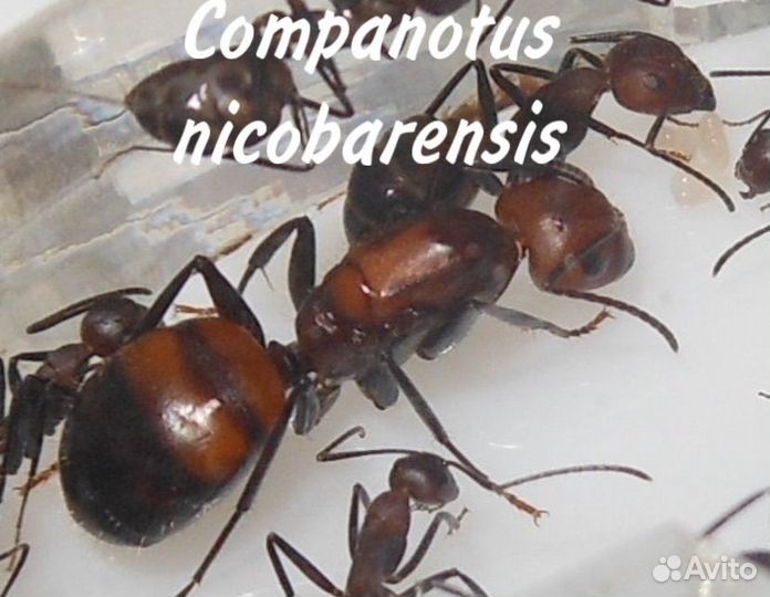 Экзотические муравьи