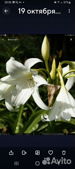 Цветы для сада и дома