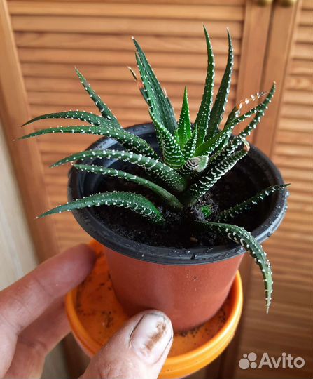 Хавортия полосатая