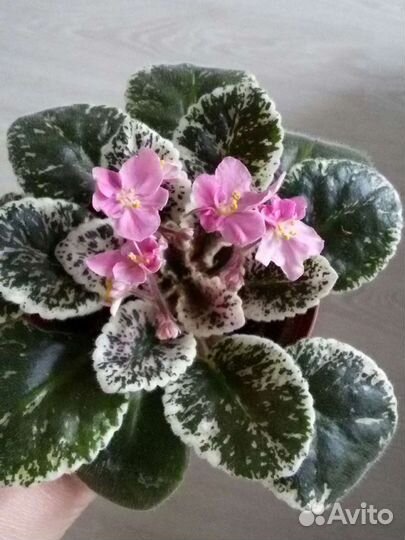 Сортовые фиалки