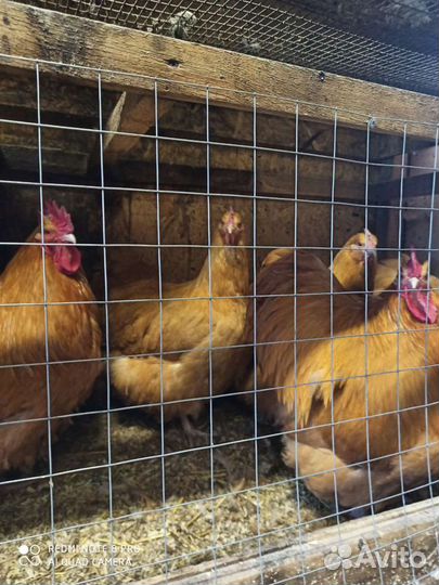 Инкубационное яйцо