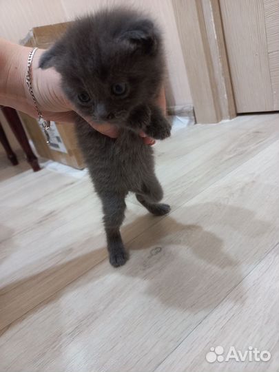 Кошки в добрые руки вислоухие