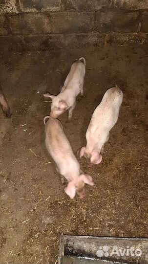 Поросенок ландрас