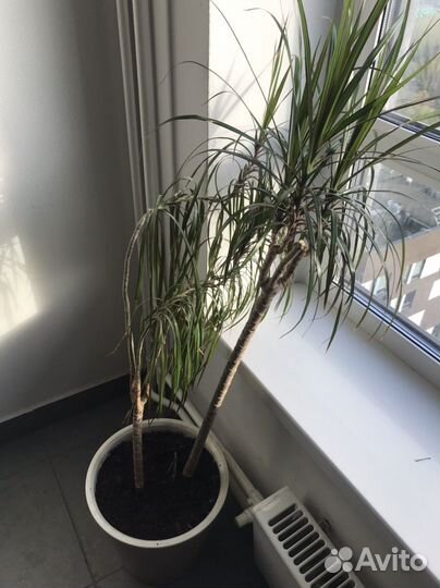 Пальма драцена