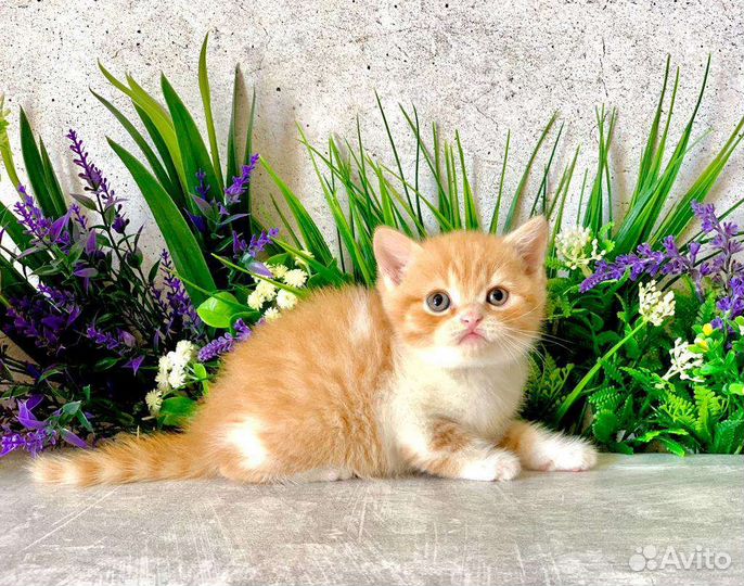 Британский кот