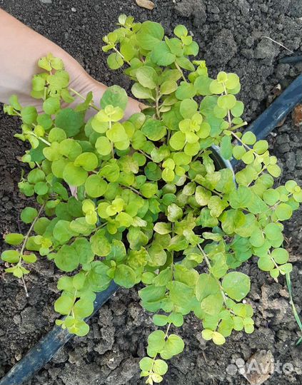 Вербейник монетчатый