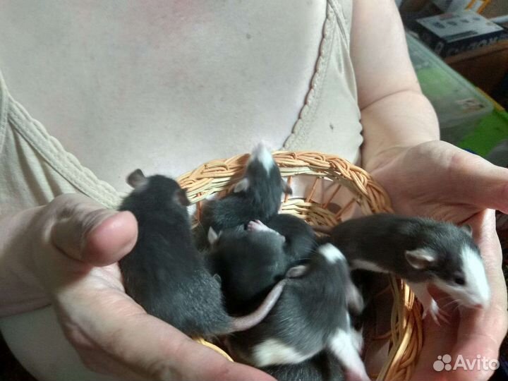 Крысята хаски дамбо и хаски стандарт