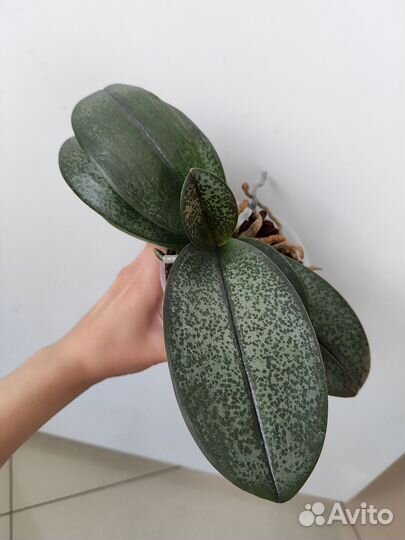 Diffusion орхидея ароматная