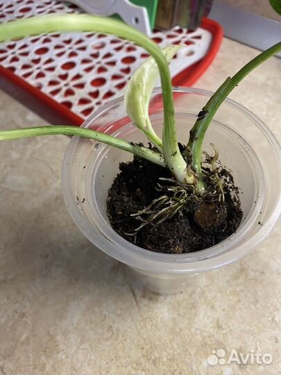 Филодендрон Гигантум вариегатный