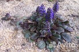 Аюга фиолетовая, купена